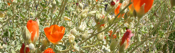 poppies