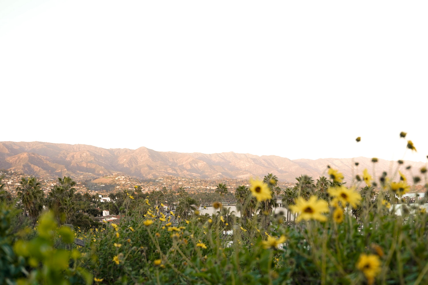 Winslow Maxwell Overlook Flowers